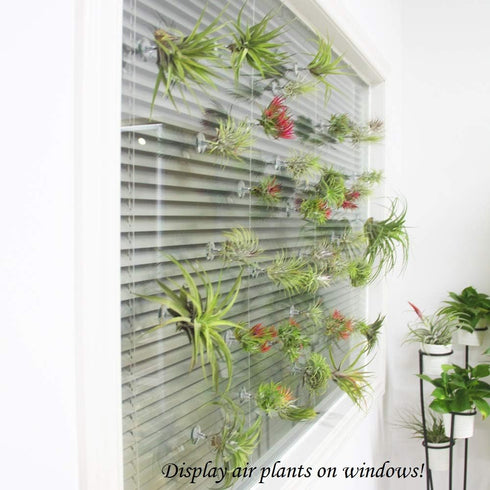 10 Pack Set Vertical Air Plant Holder (Suction Cup, Stainless Steel Tillandsia Air Plant Planter) A Unique of Air Plant