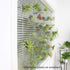 10 Pack Set Vertical Air Plant Holder (Suction Cup, Stainless Steel Tillandsia Air Plant Planter) A Unique of Air Plant