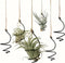 Nwsrayu 6 pcs set Hanging Air Plant Holder Air Plant Hanger with Jute