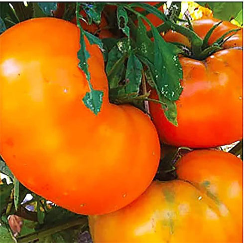 Yellow Brandywine Heirloom Tomato Seeds - Large Tomato - A Delicious Tomato for Home Growing, Non GMO