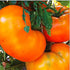 Yellow Brandywine Heirloom Tomato Seeds - Large Tomato - A Delicious Tomato for Home Growing, Non GMO