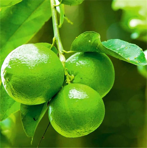Natural Fruit Seeds Lime Seeds Citrus Plant 20 Pcs