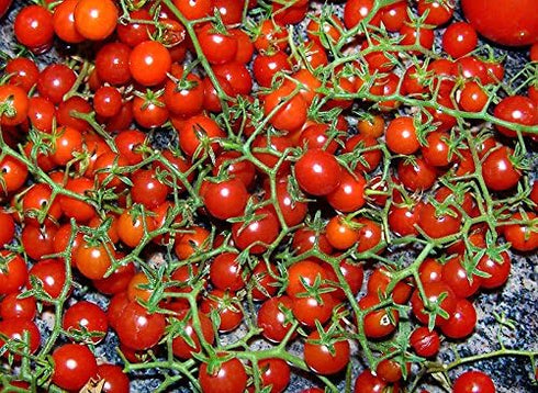 Harley Seeds 20+ Worlds Smallest Spoon Currant Tomato Seeds, Early, Heirloom Non-GMO, Rare, Early, Vigorous, Sweet