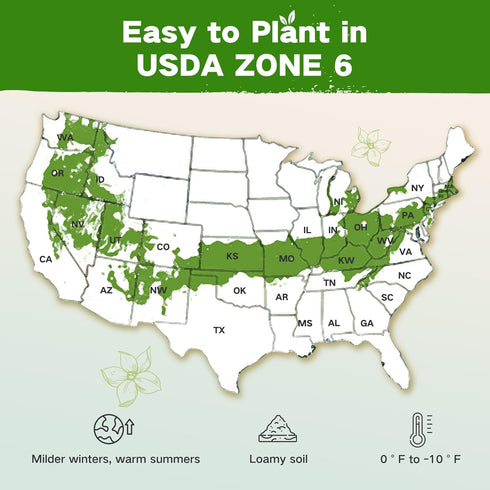 6 32 30,000+ Lush&Dew Year-Round USDA Zone Heirloom Survival Seed Kit, Varieties Non-GMO Seeds for Planting Vegetables