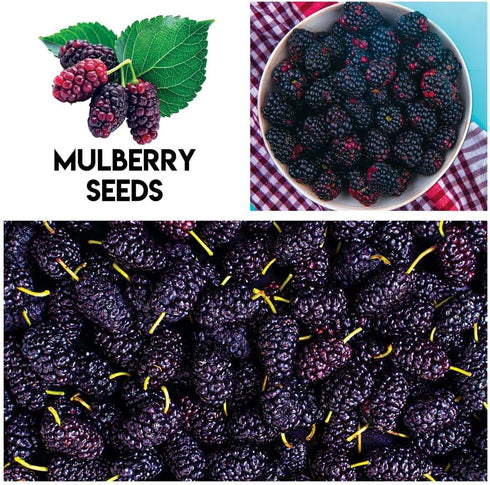 Mulberry. 100 Packaged Fruit Garden Seeds Kit for Growing - Elderberry, Blueberry, Red Strawberry, White Strawberry