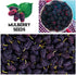 Mulberry. 100 Packaged Fruit Garden Seeds Kit for Growing - Elderberry, Blueberry, Red Strawberry, White Strawberry