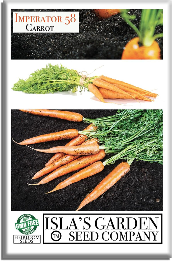 Imperator 58 Carrot Seeds (Daucus carota) 500+ Non-GMO & Heirloom Seeds, Long