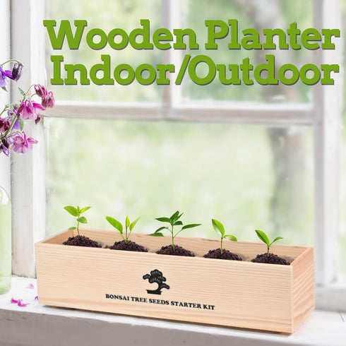 5 Indoor Bonsai Garden Starter Kit, Seeds Growing into Red Maple, Wisteria, Black Pine, Judas Tree, Acacia, Including