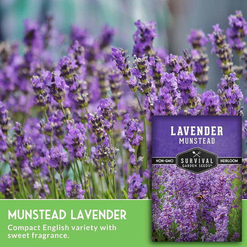 (1 Pack) Munstead English Lavender Seeds for Planting Compact Dwarf Hardy Perennial Herb for Indoor or Outdoor Gardens