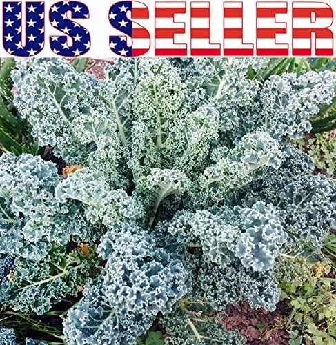 Harley Seeds 1000 Kale Mixed Seeds, This is a Mix Dwarf Blue Curled, Lacinato Dinosaur, Siberian Dwarf, Russian Red