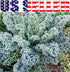 Harley Seeds 1000 Kale Mixed Seeds, This is a Mix Dwarf Blue Curled, Lacinato Dinosaur, Siberian Dwarf, Russian Red
