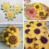Sunflower Cookie Cutter Set - 3 Piece (3.8", 3.1", 2.6") for You Are My Sunshine Baby Shower Birthday Decorations