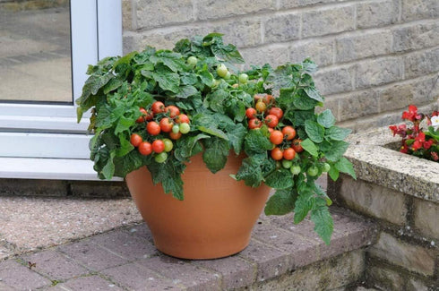 SeedsUA Seeds Indoor Tomato Dwarf in Pot Red Early Heirloom Vegetable for Planting Non GMO
