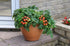 SeedsUA Seeds Indoor Tomato Dwarf in Pot Red Early Heirloom Vegetable for Planting Non GMO