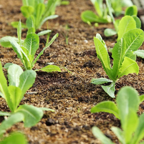 Lindsay Seed (2300 Romaine Lettuce Seeds (Parris White Cos) Seeds)