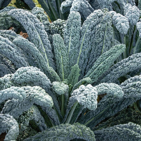 Generic 100+ Organic Dinosaur Kale Seeds Seeds
