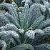 Generic 100+ Organic Dinosaur Kale Seeds Seeds