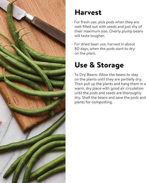 2 Burpee Early Italian Bush Bean Seeds ounces of seed