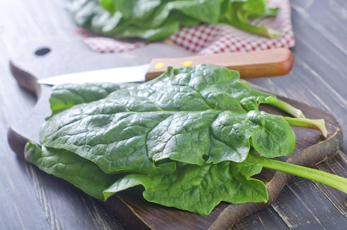 SeedsUA 300 Year-Round Giant Spinach Seeds Green Heirloom Vegetable for Planting Non GMO Seeds