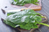SeedsUA 300 Year-Round Giant Spinach Seeds Green Heirloom Vegetable for Planting Non GMO Seeds