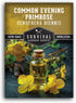 Common Evening Primrose Seeds for Planting - Biennial Native Wildflower, Night-Blooming with