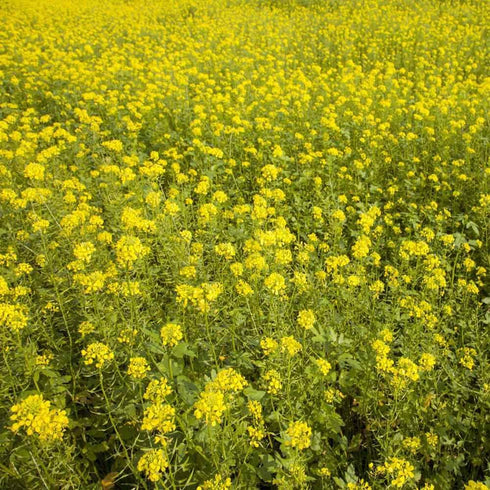 5 lb Outsidepride White Mustard Seeds for Planting - Annual Cover Crop Seeds w/Deep Root System, High Protein Forage