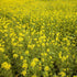 5 lb Outsidepride White Mustard Seeds for Planting - Annual Cover Crop Seeds w/Deep Root System, High Protein Forage