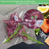 100 Pint 6X10 Vacuum Food Sealer Bags, BPA Free Heavy Duty, Commercial Grade Vacuum Sealer Freezer Bags