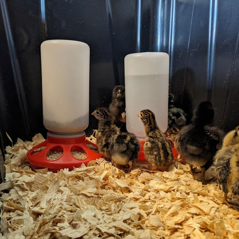 1-Quart Plastic Chicken Waterer and Chick Drinker | Durable Watering Container for Chickens, Ducks, Ducklings, Chicks
