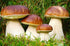 SeedsUP 100+ Porcini Mushrooms Boletus Mycelium Spawn Spores - Mushroom Brown
