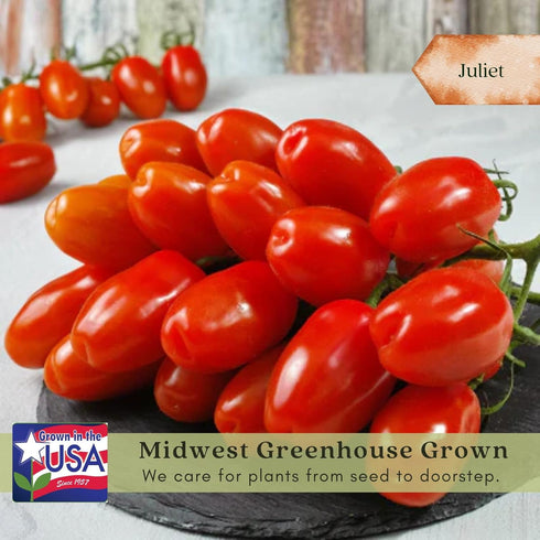 (2) 4"-8" 4 Inch Clovers Garden Juliet Tomato Plants- Two Live Plants Non-GMO - Not Seeds Each Tall in Pots