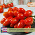 (2) 4"-8" 4 Inch Clovers Garden Juliet Tomato Plants- Two Live Plants Non-GMO - Not Seeds Each Tall in Pots