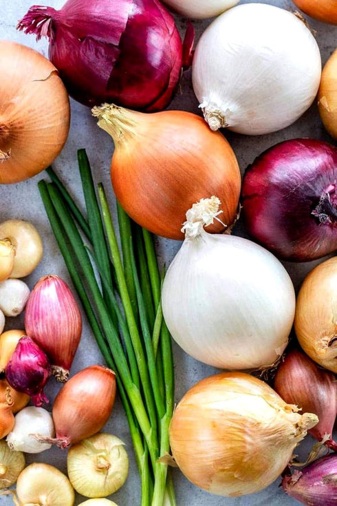 200 Multicolor Onion Seed Mx for Planting About Seeds