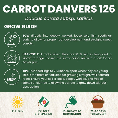126 5,000 2026 5 Carrot Danvers Premium Seeds for Planting Classic, Reliable Heirloom Variety for Strong, Sweet Roots
