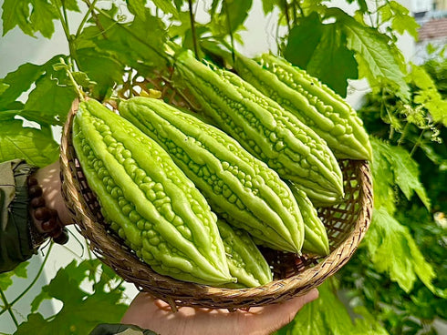 Generic 25 Organic Bitter Melon Seeds for Planting Non-GMO Bitter Gourd Kh Qua M Tri Di Heirloom Ampalaya Seeds