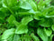 400+ French Sorrel Seeds- Heirloom Lettuce Herb- by Ohio Heirloom Seeds