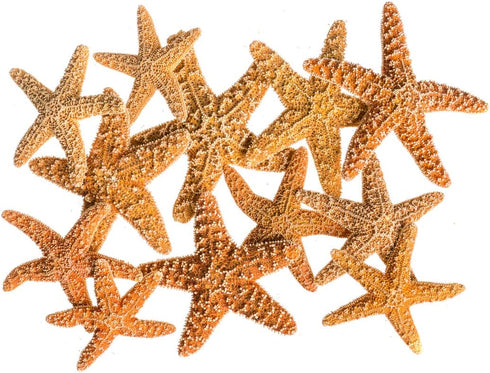 Nautical Crush Trading Real Starfish - 12 Brown Sugar Starfish (2-3in) for Crafts and Decorations