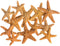 Nautical Crush Trading Real Starfish - 12 Brown Sugar Starfish (2-3in) for Crafts and Decorations
