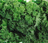 Axel's Garden Seeds Dwarf Siberian Kale Seeds for Planting Plant & Grow Heirloom Non-GMO Dwarf