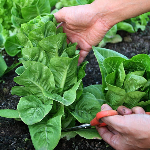 The Old Farmer's Almanac 1800 Heirloom Romaine Lettuce Seeds (Parris Island Cos) - Approx Seeds - Non-GMO, Open