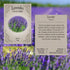 Pack 12 Herb Seed Collection - Varieties Including Basil, Parsley, Rosemary, Dill, Chives, Garlic Chives, Oregano