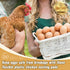 GDHSWJ 6 Pack 12"x13" Chicken Nesting Pads, Washable Nesting Pads for Chicken Coop, Nesting Box Pads, Chicken Bedding