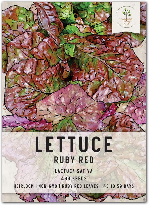 Seed Needs, Ruby Red Lettuce Seeds - 400 Heirloom Seeds for Planting
