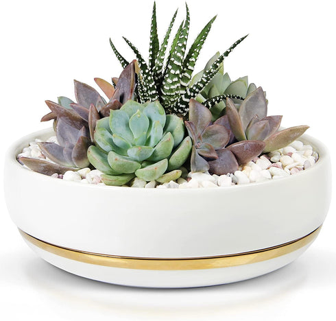 Willowy 6 Inch Succulent Pot with Drainage, Shallow Glossy White Planter with Gold Trim, No Plants Included