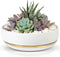 Willowy 6 Inch Succulent Pot with Drainage, Shallow Glossy White Planter with Gold Trim, No Plants Included
