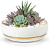 Willowy 6 Inch Succulent Pot with Drainage, Shallow Glossy White Planter with Gold Trim, No Plants Included