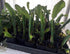 The Lucky Stars 250 95% Rare Red Dragon Fruit (Pitaya) Seeds - Germination Rate - Thanh Long RUT - Hylocereus