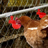 12 Pack Chicken Waterer PVC Tee Fittings - Fully Automatic for Threaded Chicken Waterer Nipples/Cups/Feeders/Poultry