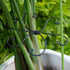6.5 6.5IN -5 Set, Yohsnor Black Monstera Plant Support Hook - * Piece Durable Metal Stem Supports for Indoor Plants