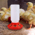 2 Packs 1L 1L Chick Feeder and Waterer Kit Chick Feeder and Chick Waterer Chicken Feeder and Hanging Chicken Waterer
